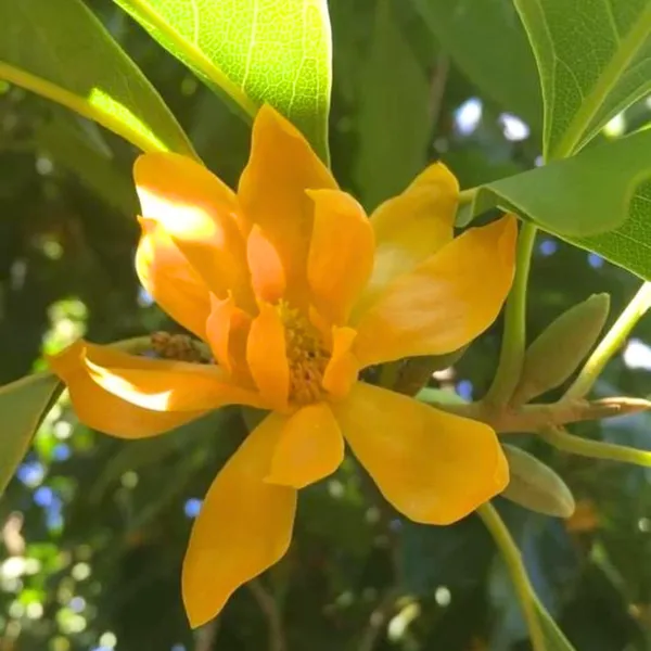 Son_Champa_Golden_Plumeria_Live_Plant_Default_Title