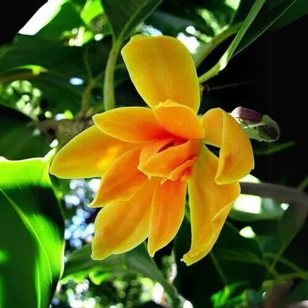 Son_Champa_Golden_Plumeria_Live_Plant_Default_Title
