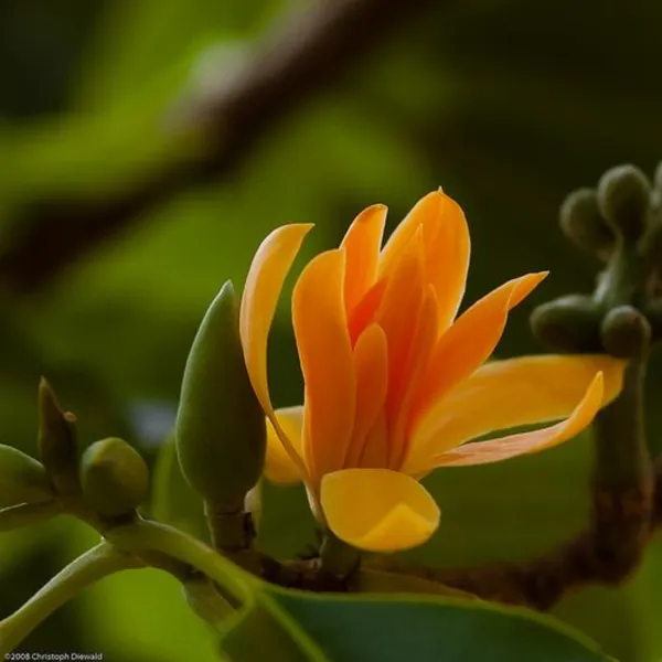 Son_Champa_Golden_Plumeria_Live_Plant_Default_Title