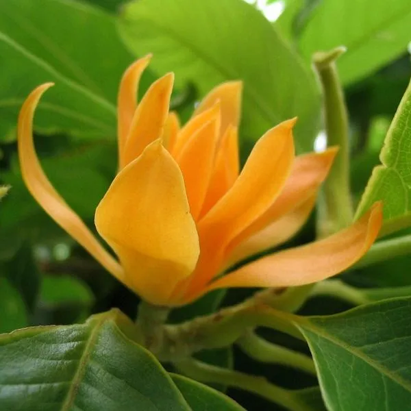 Son_Champa_Golden_Plumeria_Live_Plant_Default_Title