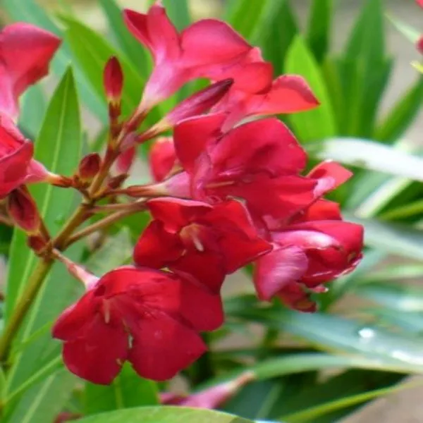 Kaner_Plant_Red_Default_Title