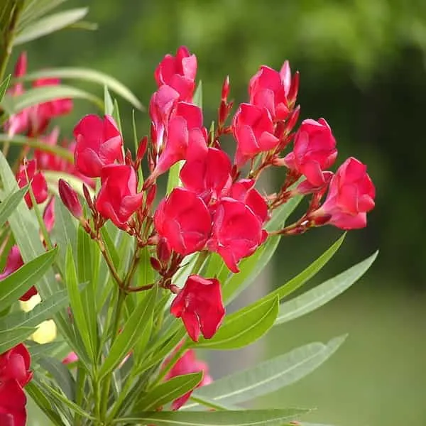 Kaner_Plant_Red_Default_Title