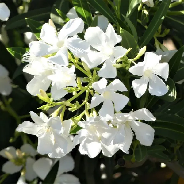 White_Kaner_Plant_Default_Title