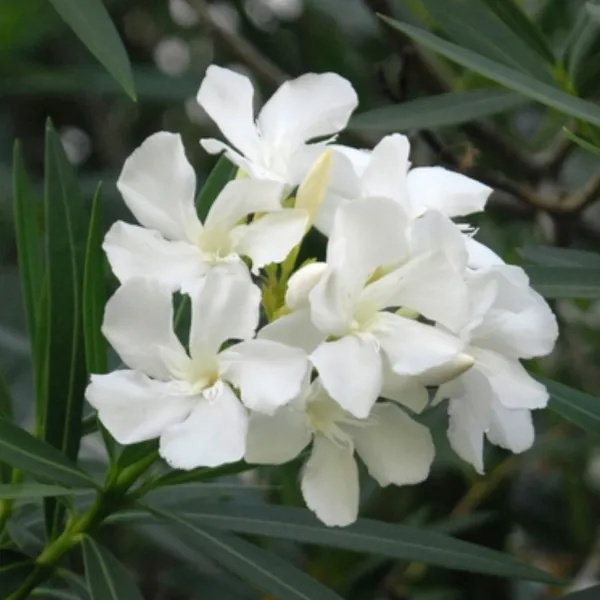White_Kaner_Plant_Default_Title