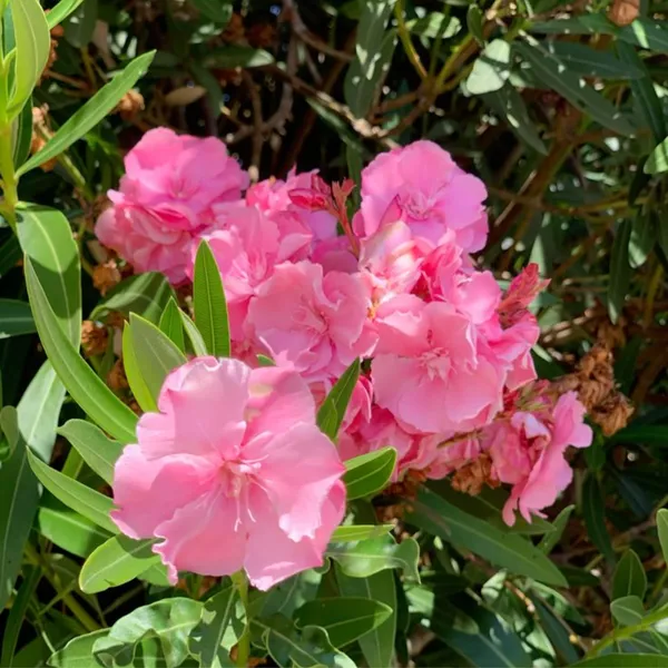 Kaner_Plant_Pink_Default_Title