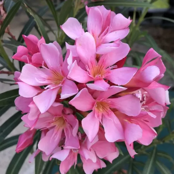 Kaner_Plant_Pink_Default_Title