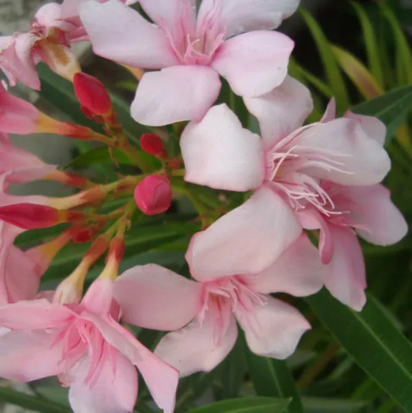 Kaner_Plant_Pink_Default_Title