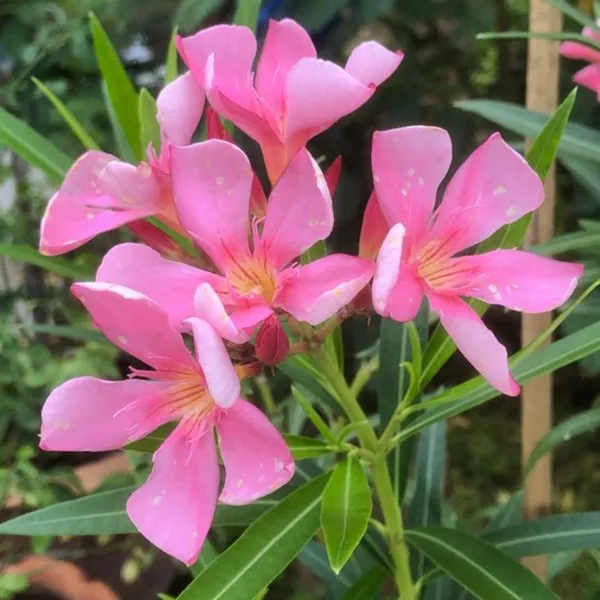 Kaner_Plant_Pink_Default_Title