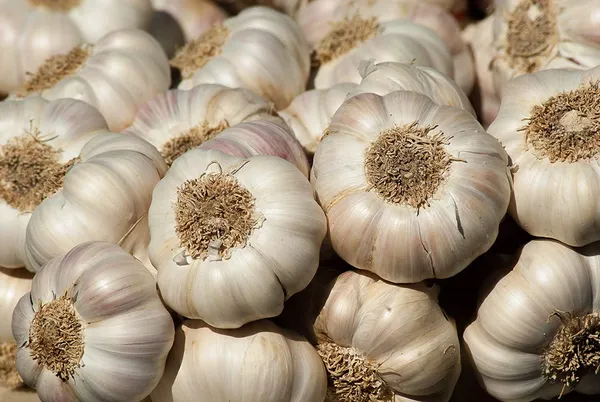 Garlic_Seeds_Default_Title