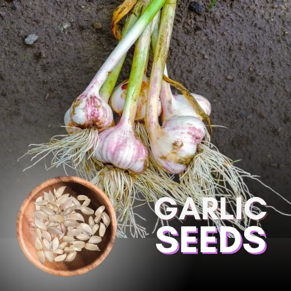 Garlic_Seeds_Default_Title