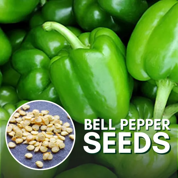 Green_Paradise_Bell_Pepper_Seeds_Default_Title