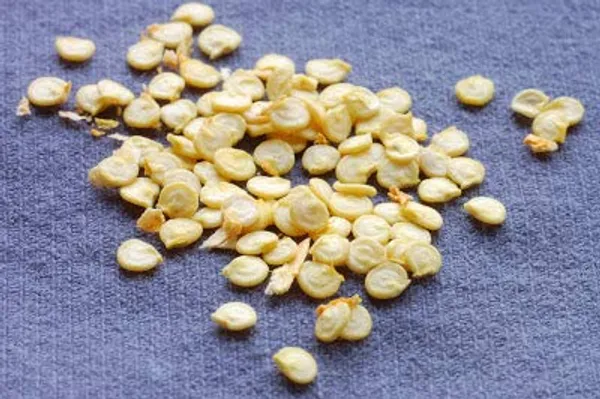 Green_Paradise_Bell_Pepper_Seeds_Default_Title