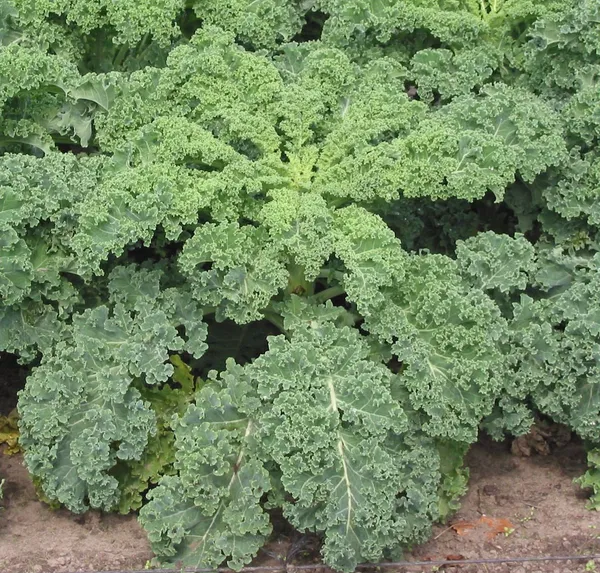 Green_Paradise_Kale_Seeds_Default_Title
