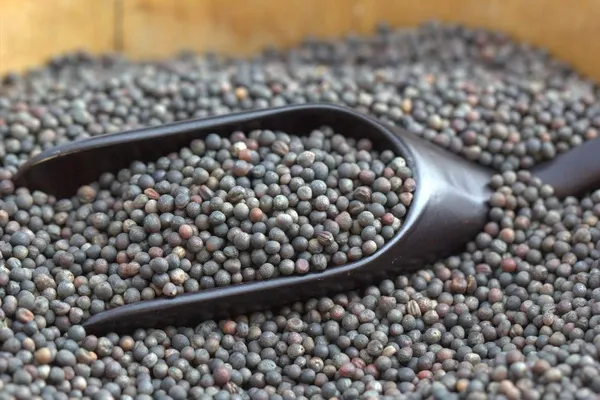 Green_Paradise_Kale_Seeds_Default_Title
