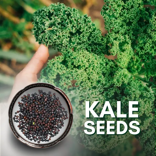 Green_Paradise_Kale_Seeds_Default_Title