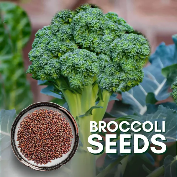 Green_Paradise_Broccoli_Seeds_Default_Title