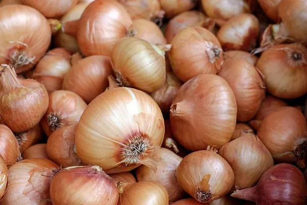 Green_Paradise_Onions_Seeds_Default_Title