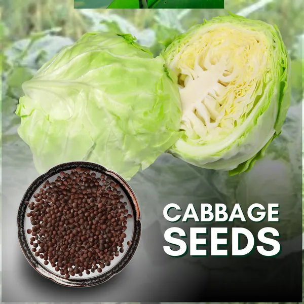 Green_Paradise_Cabbage_Seeds_Default_Title