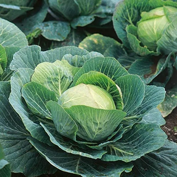 Green_Paradise_Cabbage_Seeds_Default_Title