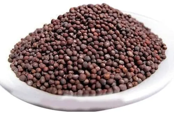 Green_Paradise_Cabbage_Seeds_Default_Title