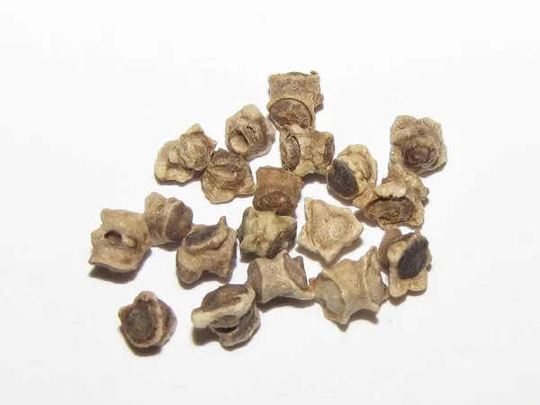 Beetroot_Seeds_Default_Title