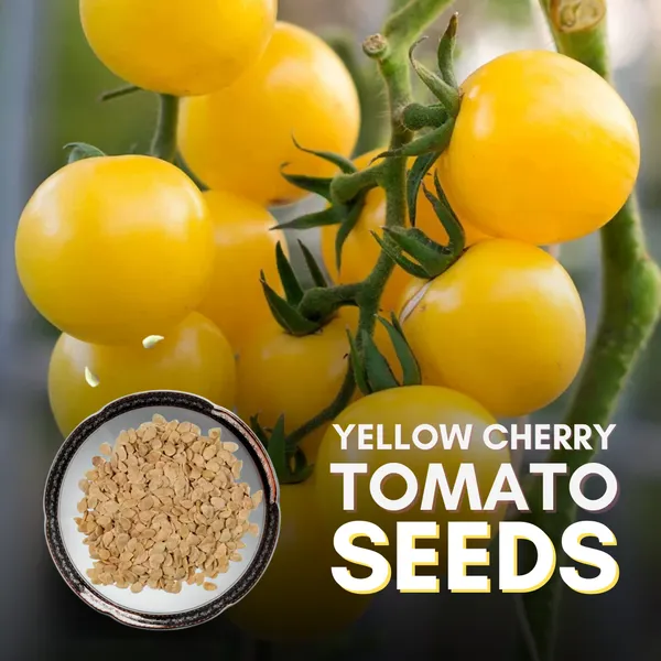 Green_Paradise_Yellow_Cherry_Tomato_Seeds_Default_Title