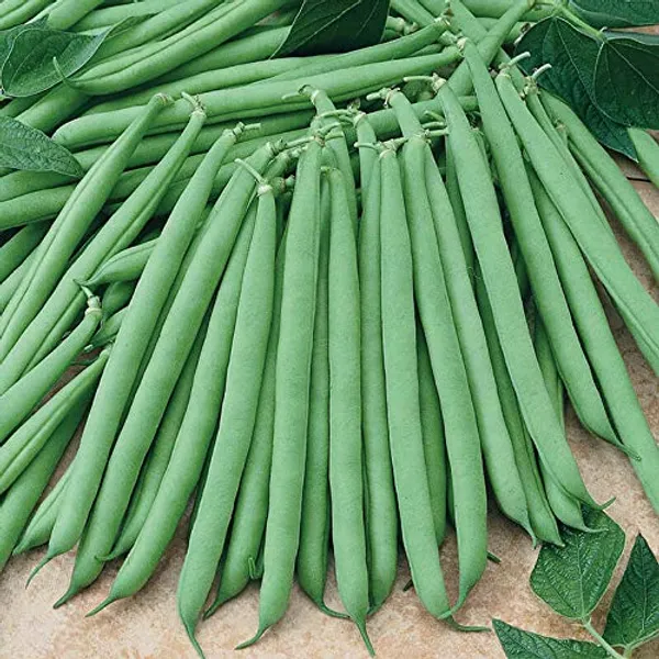 French_Bean_Seeds_Pack_Of_10_Seeds_Default_Title