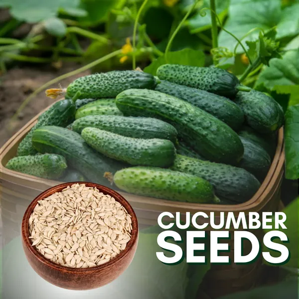 Green_Paradise_Cucumber_Seeds_Default_Title