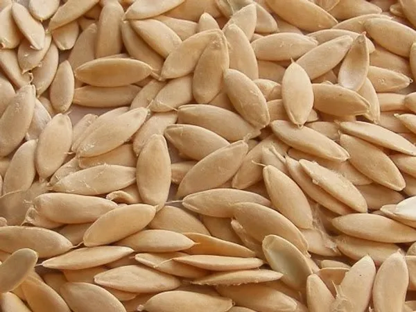 Green_Paradise_Cucumber_Seeds_Default_Title