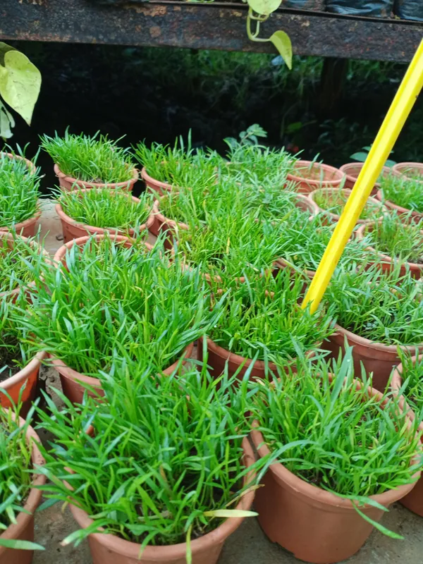 Mini_Manda_Grass_For_Bonsai_Terrariums_Mini_Potted_Gardens_And_Mini_Landscapes_Default_Title
