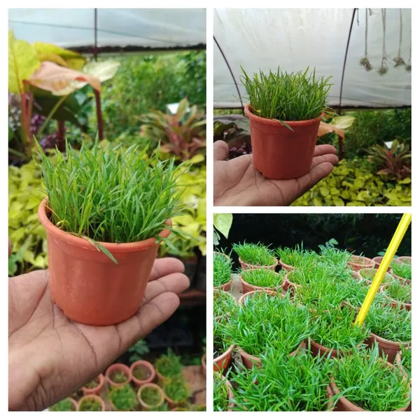 Mini_Manda_Grass_For_Bonsai_Terrariums_Mini_Potted_Gardens_And_Mini_Landscapes_Default_Title
