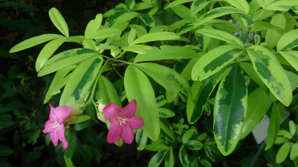 Green_Paradise_Lemonia_Spectabilis_Varigated_Bonsai_Tree_Default_Title