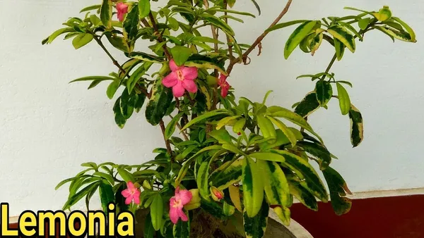 Green_Paradise_Lemonia_Spectabilis_Varigated_Bonsai_Tree_Default_Title