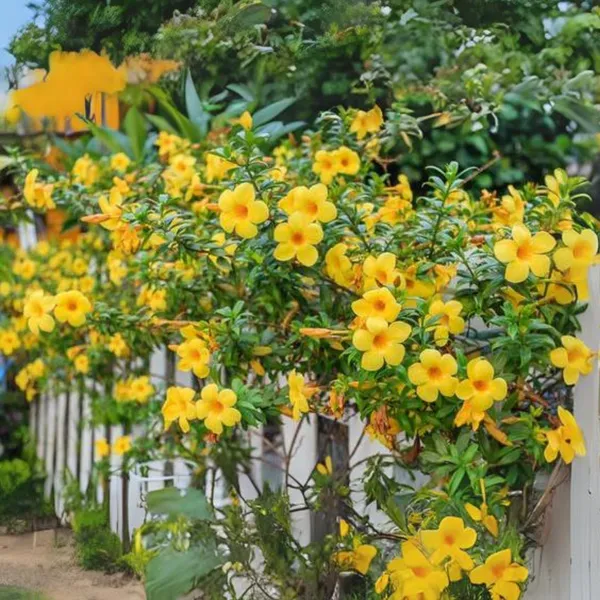 Allamanda_Creeper_Plant_Default_Title