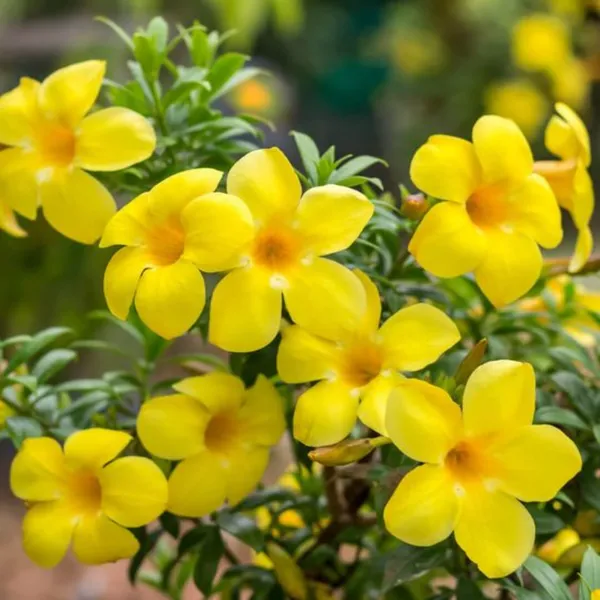 Allamanda_Creeper_Plant_Default_Title