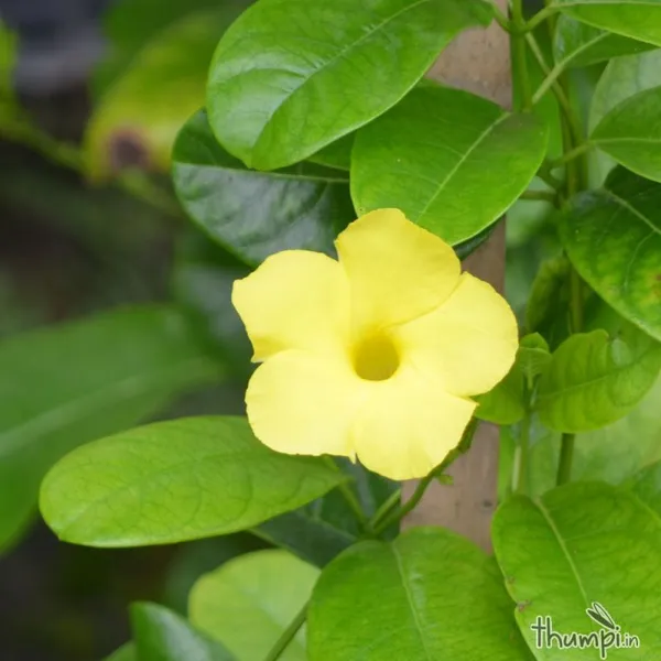 Allamanda_Creeper_Plant_Default_Title