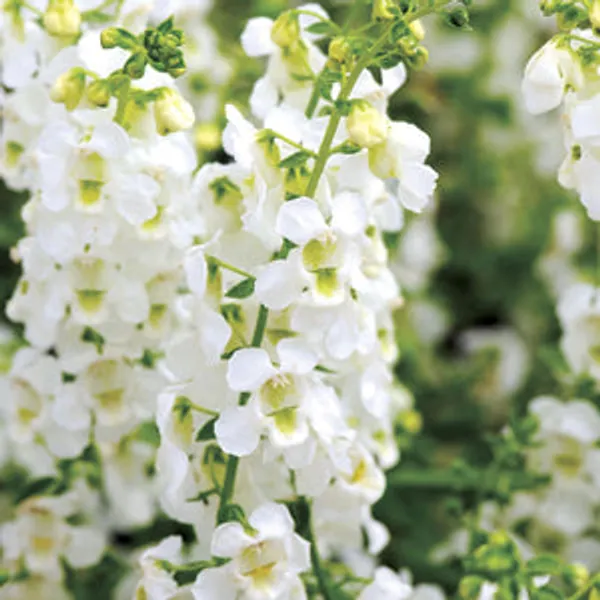 White_Angelonia_Default_Title
