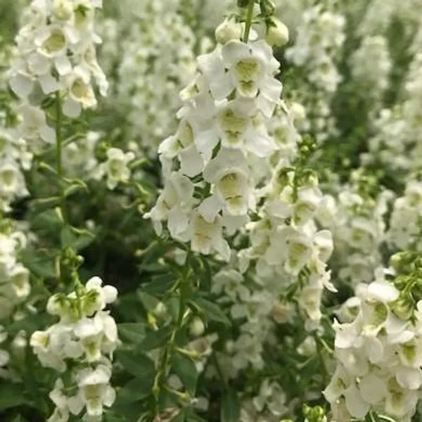 White_Angelonia_Default_Title