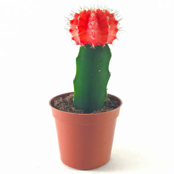 Moon_Cactus_Red_Default_Title