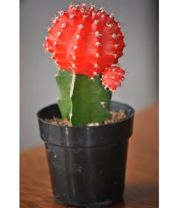 Moon_Cactus_Orange_Live_Plant_Default_Title