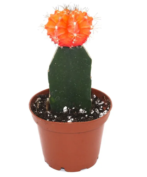 Moon_Cactus_Orange_Live_Plant_Default_Title