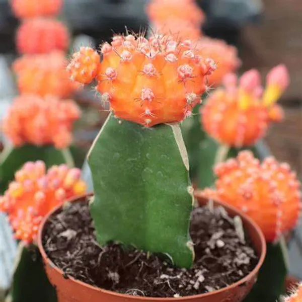 Moon_Cactus_Orange_Live_Plant_Default_Title