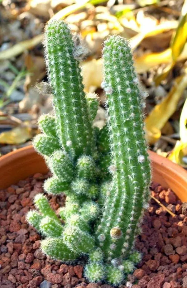 Cactus_Live_Plant_Default_Title