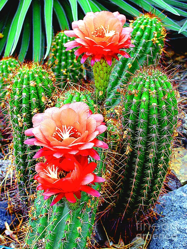 Cactus_Live_Plant_Default_Title