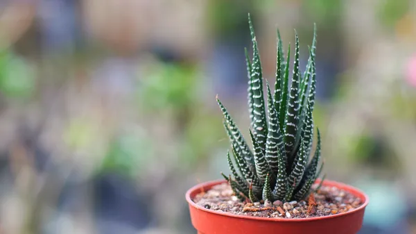 Haworthia_Zebra_Plant_Default_Title
