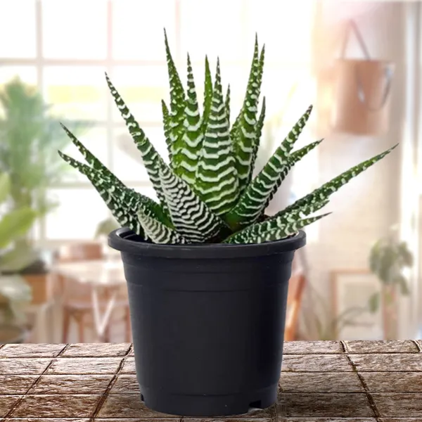 Haworthia_Zebra_Plant_Default_Title