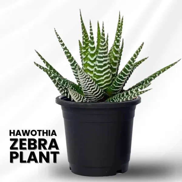 Haworthia_Zebra_Plant_Default_Title