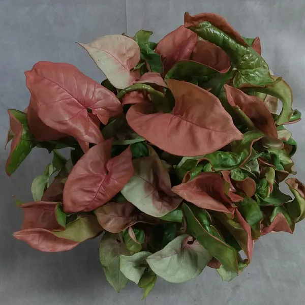 Green_Paradise_Pink_Syngonium_Plant_Default_Title