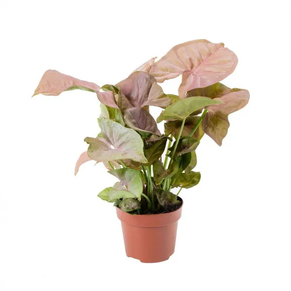 Green_Paradise_Pink_Syngonium_Plant_Default_Title