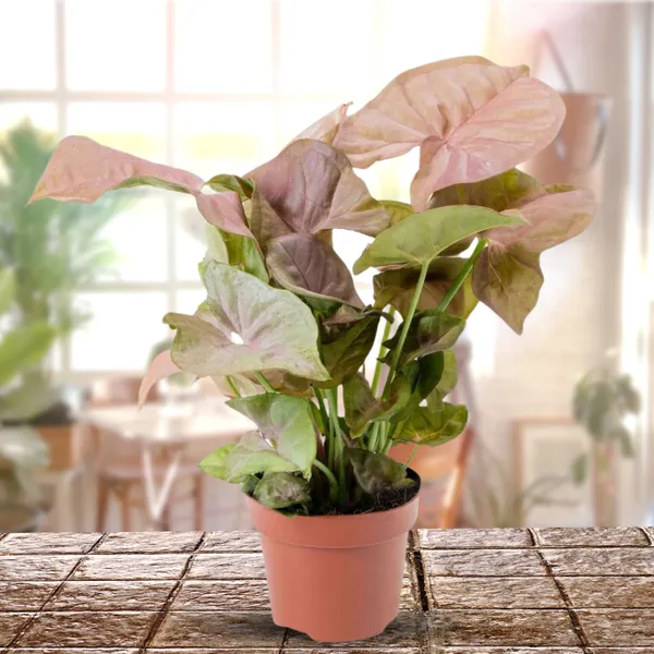 Green_Paradise_Pink_Syngonium_Plant_Default_Title